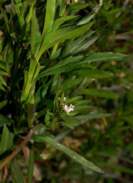 piantina a fiorellini microscopici - Lepidium virginicum